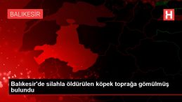 Son dakika haber! Balıkesir de silahla öldürülen köpek toprağa gömülmüş bulundu