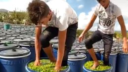 Salça rezaletinden sonra şimdi de turşuluk biberleri çıplak ayağıyla ezen biri çıktı