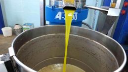 Balıkesir haber! Balıkesir’de üreticiler zeytinyağı fiyatının açıklanmasını bekliyor