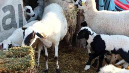 Balıkesir’de çiçek hastalığı çıktı, 160 koyun ve 80 kuzu telef oldu