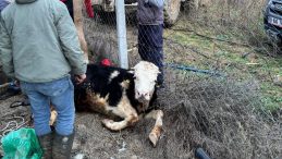 Gömeç’te kuyuya düşen ineği itfaiye kurtardı