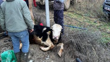 Gömeç’te kuyuya düşen ineği itfaiye kurtardı