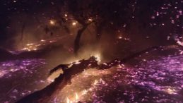 Bandırma’da çamlık alanda yangın! Ekipler seferber oldu